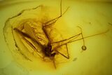 Fossil Springtail (Collembola) & Fly (Chironomidae) In Baltic Amber #173674-1